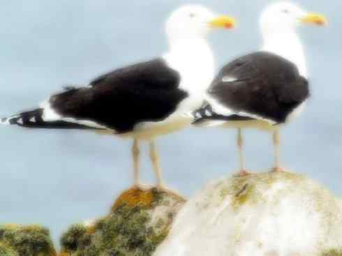 天生猎手：非猛禽类猎手之五（海上霸主军舰鸟、海鸥）