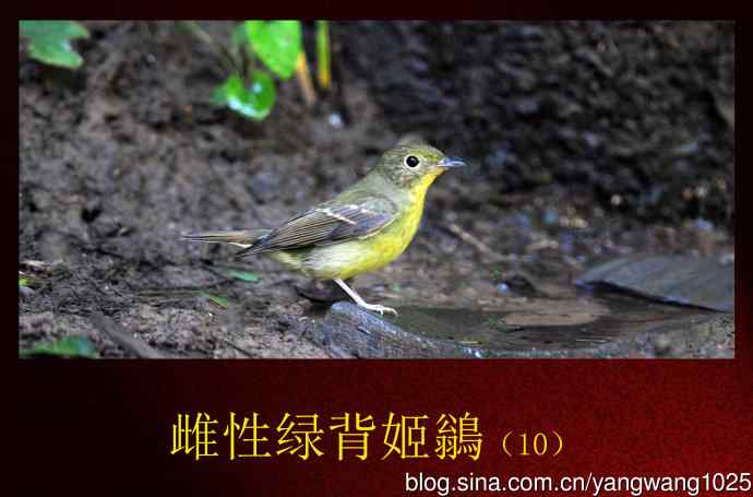 雌性绿背姬鶲（10）