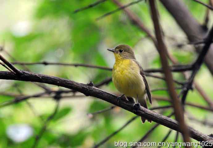 雌性绿背姬鶲（3）