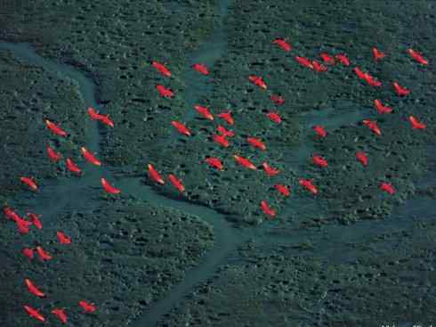 自然奇观：动物大迁徙(涉禽)