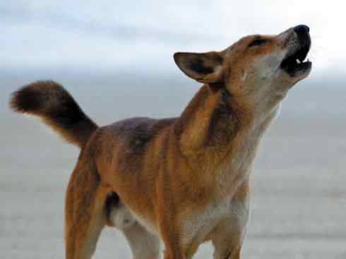 犬科：犬亚科犬属之澳洲野犬、歌唱犬、家犬