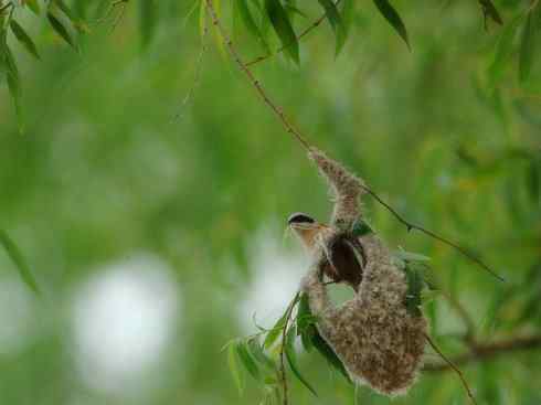 十大鸟类建筑师之二（织布鸟、维达雀）