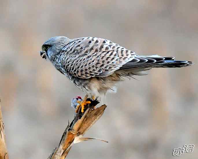 官厅水库 wbr路 wbr红隼的晚餐 官厅水库 wbr路 wbr红隼的晚餐