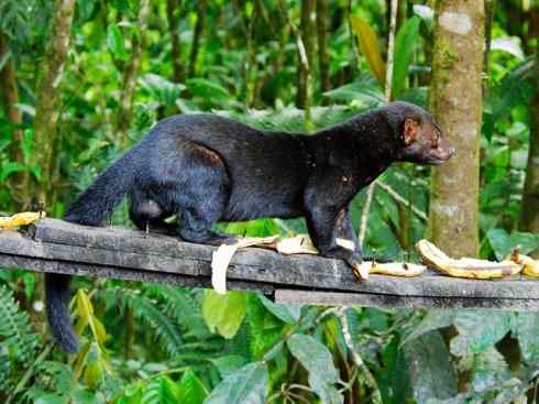 狈：传说的兽原型探秘（狼）