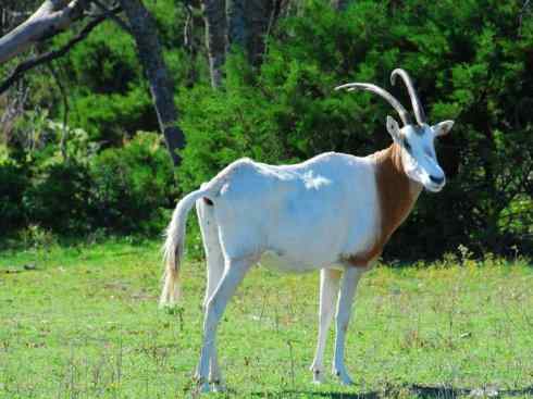 麒麟：传说的兽原型探秘（马羚）