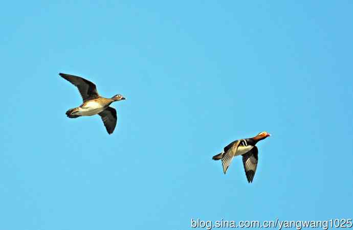 鸳鸯（库存片）