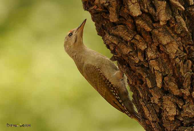植物园：紫背.白眉和绿啄　