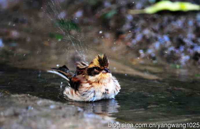 洗浴中的黄喉鹀