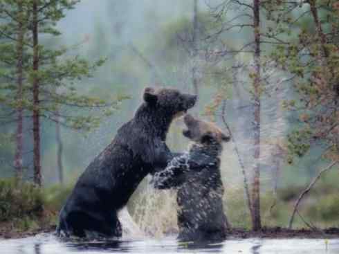 十大喜食蜂蜜动物:棕熊 十大喜食蜂蜜动物:棕熊