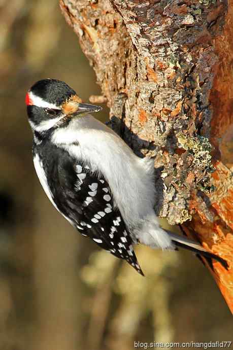 毛发啄木鸟（3）