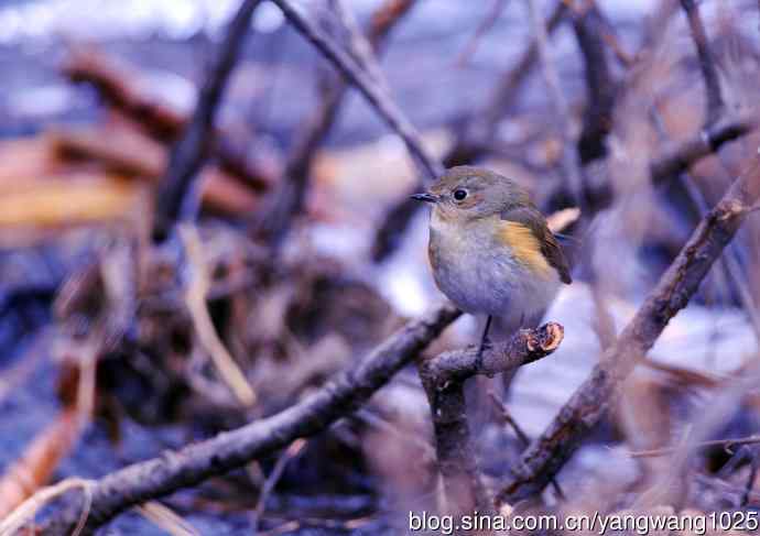 雌性红胁蓝尾鸲(33) 雌性红胁蓝尾鸲(33)
