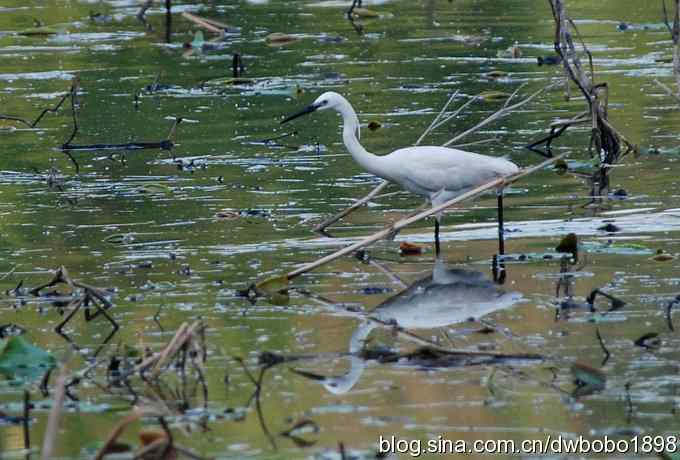 小白鹭黄昏捕鱼