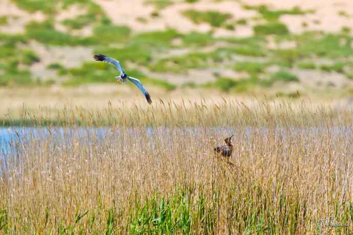 完全飞版白腹鹞