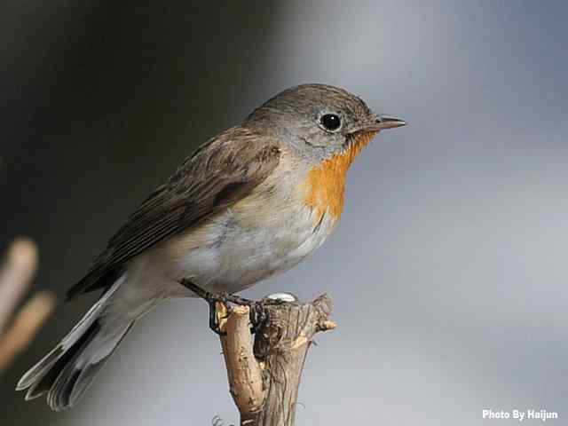 红胸姬鹟演绎冬天里的童话