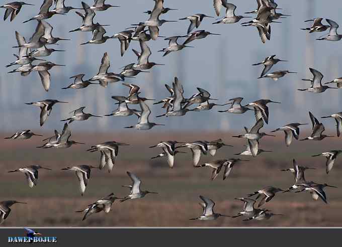 迁徙的鸟：群飞的黑尾塍鹬