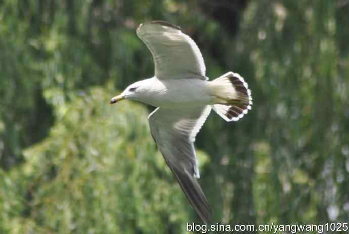 飞（海鸥与夜鹭） wbr2