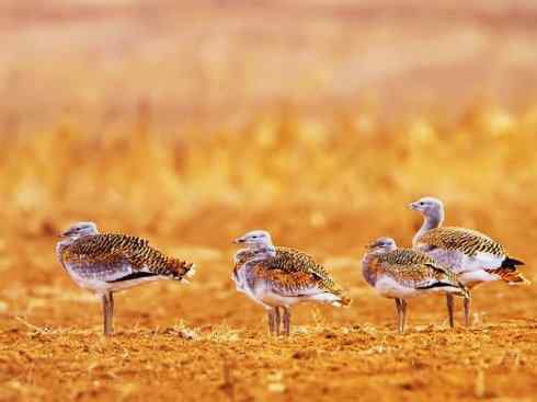 鸟类之最：大鸨