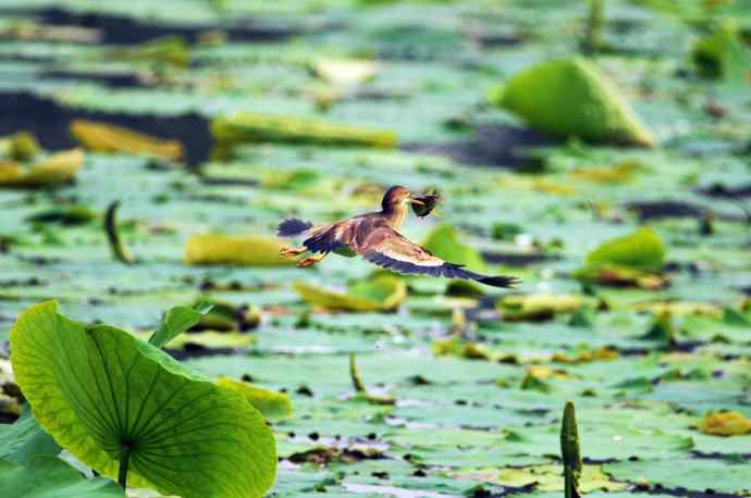 捕鱼的黄苇鳽（记实）1