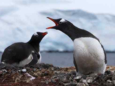 鸟类之最:巴布亚企鹅 鸟类之最:巴布亚企鹅
