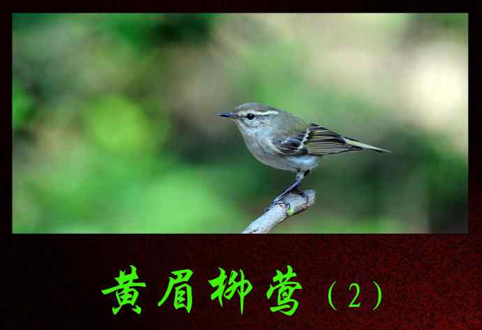 黄眉柳莺（2）