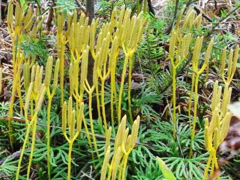 鱼类活化石：匙吻鲟科