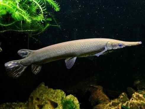 鱼类活化石：鳄雀鳝