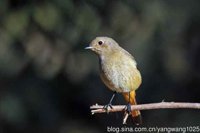 雌性北红尾鸲（1）