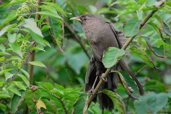 植物园的山噪鹛
