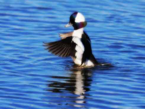雁鸭之最之十（罗纹鸭、巨头鹊鸭、埃及雁）