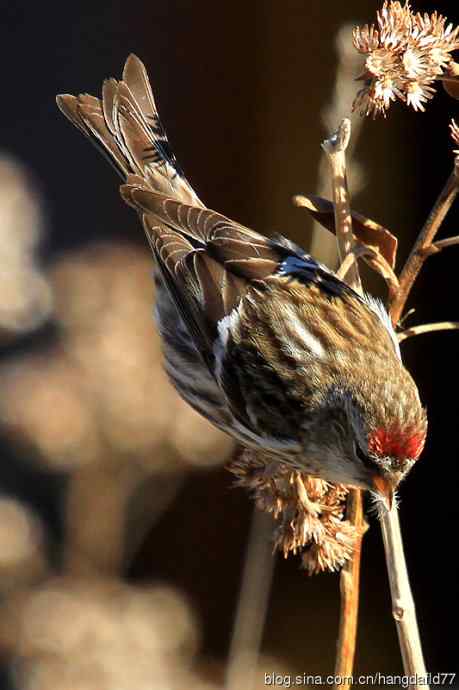 白腰朱顶雀(1) 白腰朱顶雀(1)