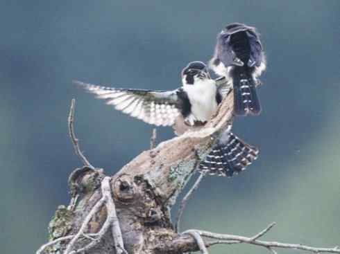 鸟类之最：小隼