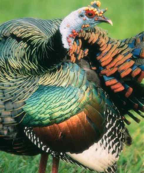 奇特的盔：眼斑吐绶鸡