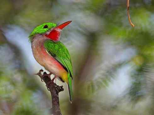 绝色攀禽：佛法僧目之短尾鴗