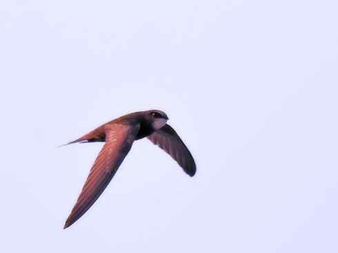 鸟类之最：尖尾雨燕