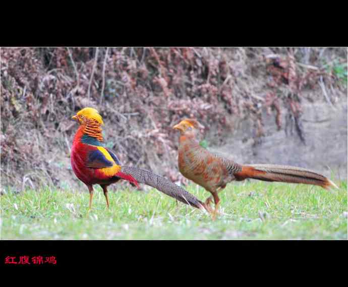 雄雉于秦 wbr下上其音