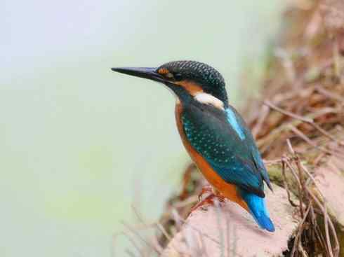 绝色攀禽：佛法僧目