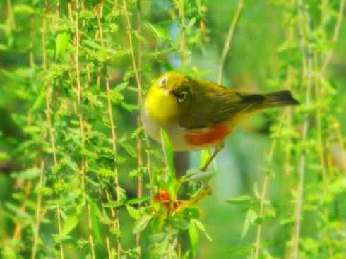 家禽驯化之源之二十五（绣眼鸟、鹊鸲四喜）