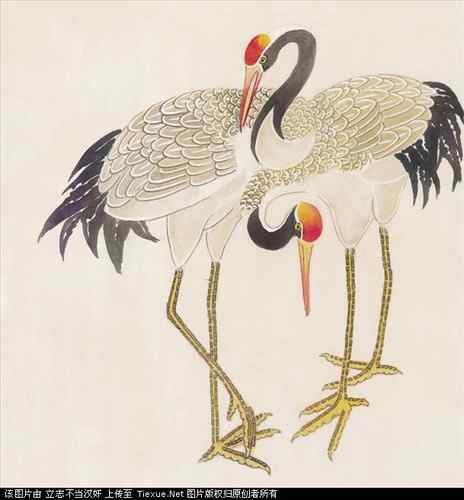 吉祥鸟图片（40P）