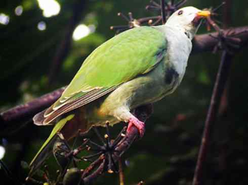 白头鸟系列：另类的美丽11（鸠鸽）