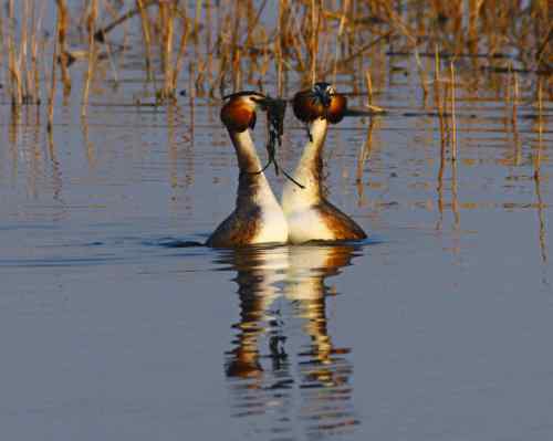 水上探戈舞蹈家——鸊鷉