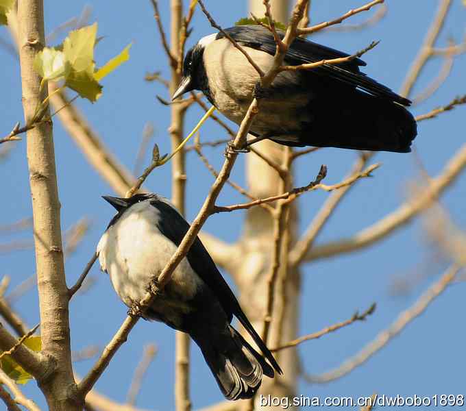 初冬沙河 wbr寒鸦满天