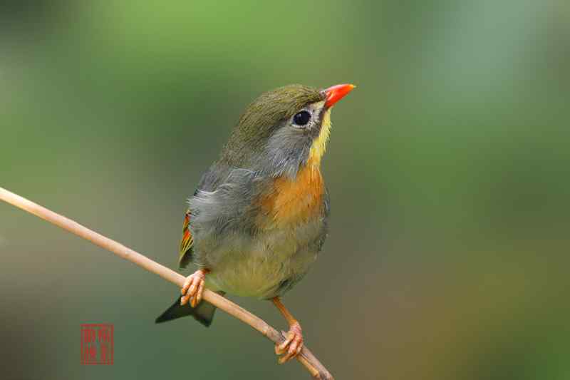 剑侠作品:红嘴蓝鹊