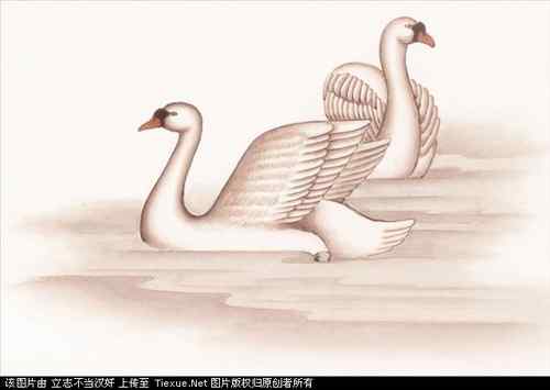 吉祥鸟图片（40P）