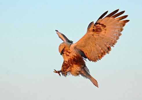 遨游天空 毛脚狂奔放飞翔