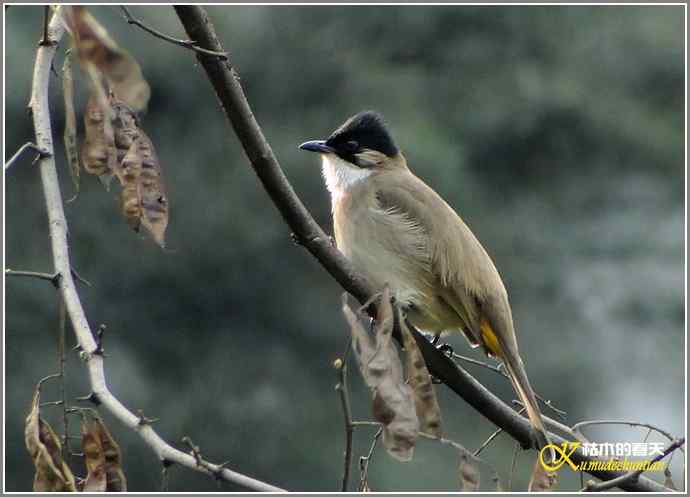 巧遇鈥溁仆勿氢潯菊掌