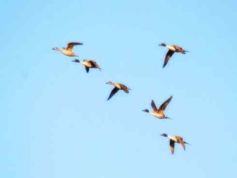 雁鸭之最之六（丑鸭、秋沙鸭、花脸鸭、针尾鸭）