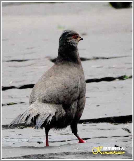 烟雨朦朦的瓦屋高原（瓦屋山系列二）【照片】