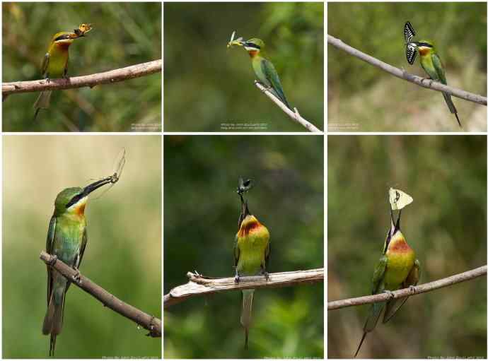 栗喉蜂虎嘴里的昆虫