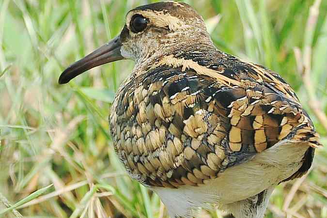 再上衡水湖 wbr续拍明星鸟