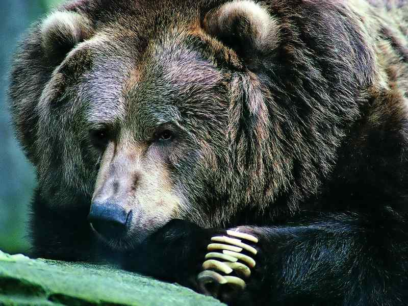 好看的动物图片(4)